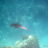 Calamar