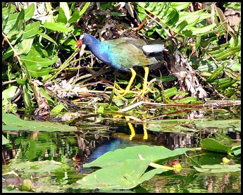 14 - Purple Gallinule