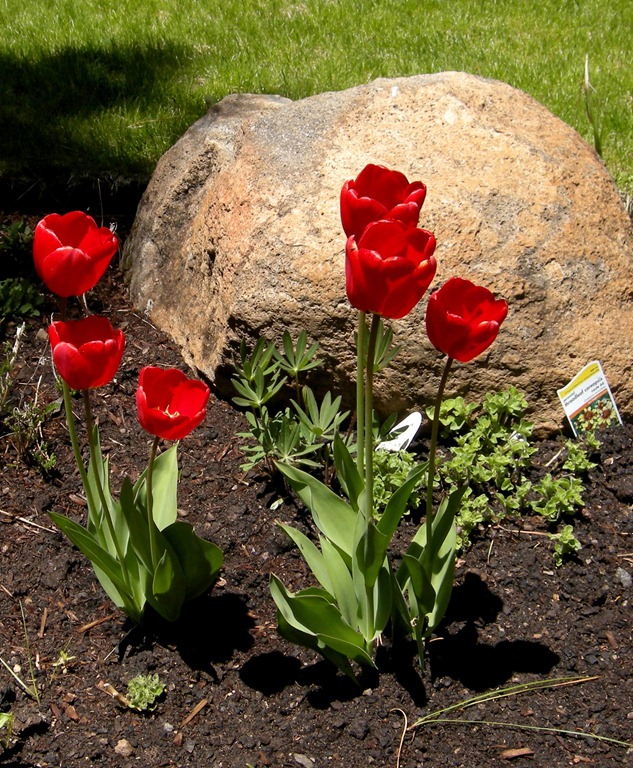 [spring%2520late%2520May%2520%252821%2529%255B5%255D.jpg]