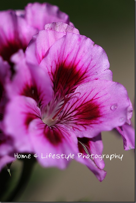 Home & Lifestyle Home & Lifestyle