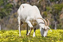 Domestic_goat_feeding_on_capeweed