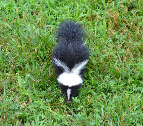[Party%2520%257E%2520Scones%2520%257E%2520Skunk%2520034%255B4%255D.jpg]
