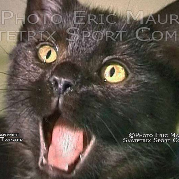LITTLE TWISTER CAT PHOTO SHOW