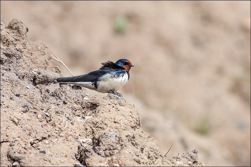 Swallow