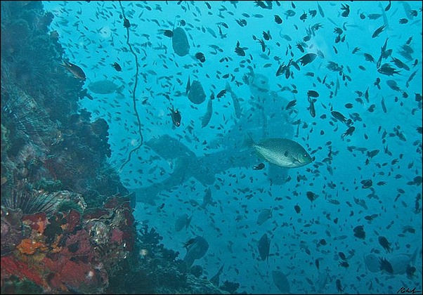 جزيرة Koh Tao جزيرة Koh Tao