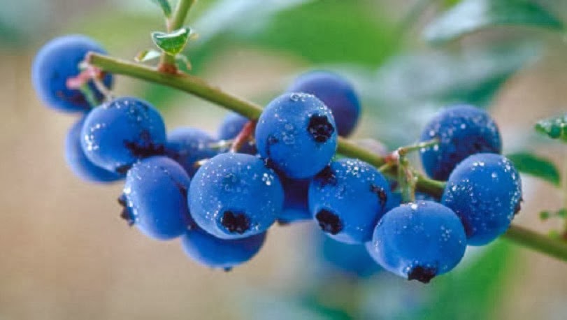 [blueberry13.jpg]