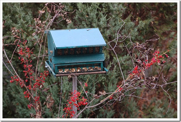 bird feeder