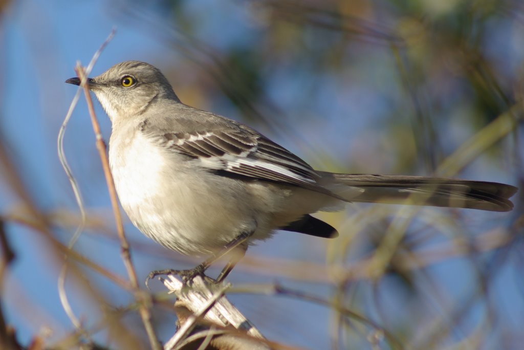 Northern Mockingbird birds of Clark County Wetlands Park