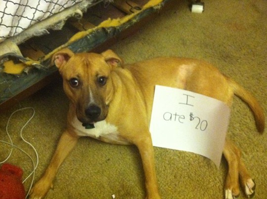 [dog-shaming-bad-3%255B2%255D.jpg]
