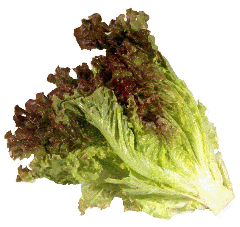 Lettuce red Leaf