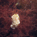 IMG_5545.JPG