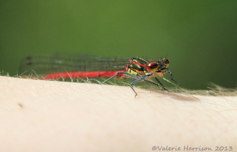 [19-large-red-damselfly%255B2%255D.jpg]