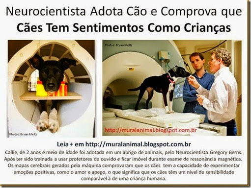 Neurocientista Adota Cão e Comprova que Cães Tem_thumb[1][4]