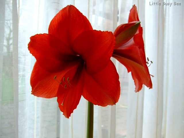 [2012_1116photosblog0008%255B6%255D.jpg]