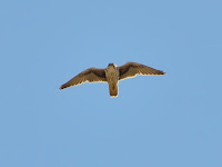 DSC_7168.jpg