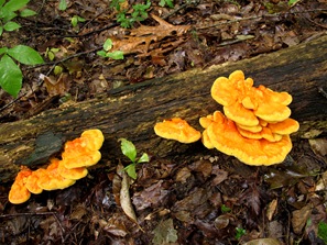 chicken of the woods on log