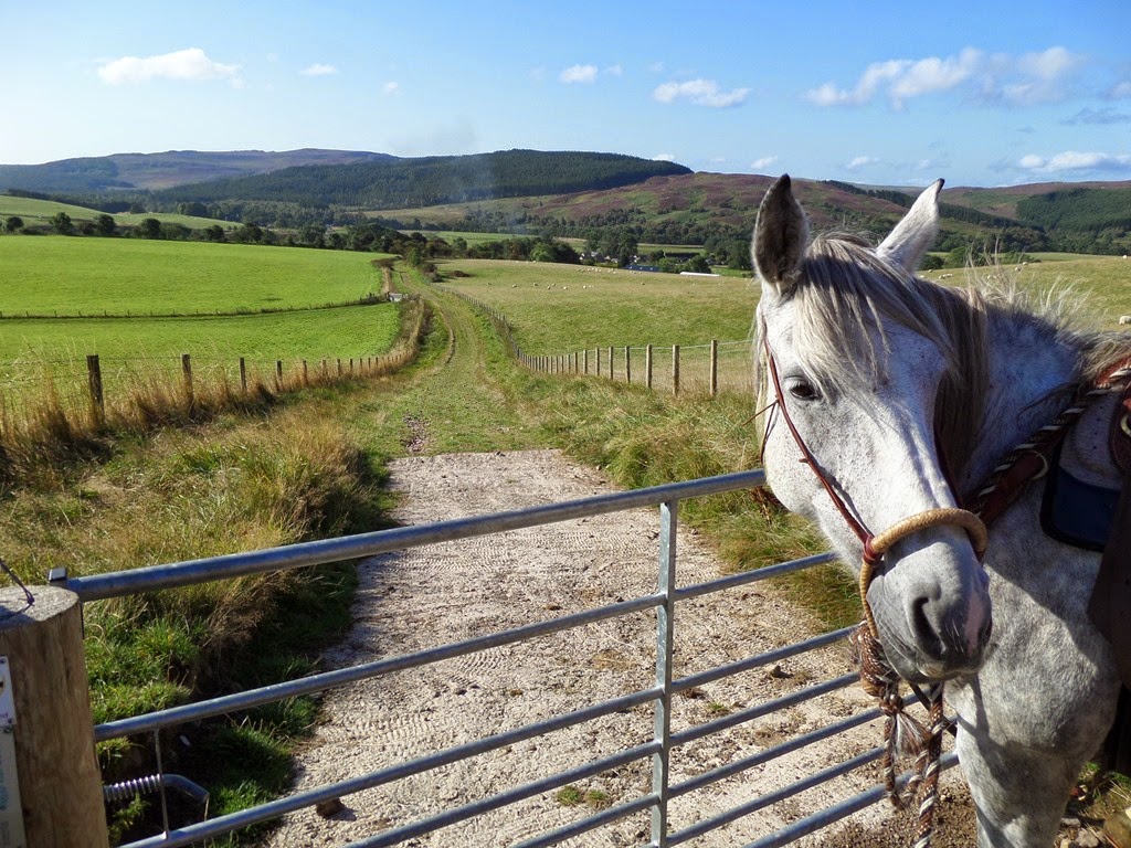 [cheviots%25202014%2520017%255B3%255D.jpg]