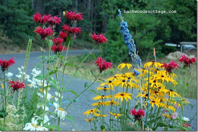 monarda