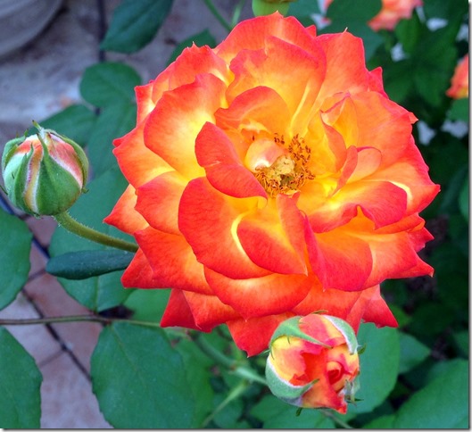 Flame rose2 4-6-2013 8-53-59 AM 1567x1432