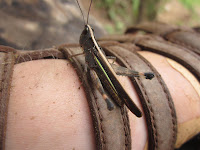 IMG_0177.JPG