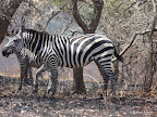 Akagera Nationalpark