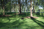 The weeping willows grow so fast!  I remember when they were just little twigs in the ground.
