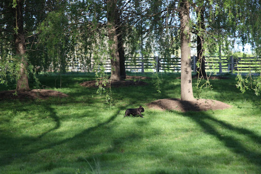 The weeping willows grow so fast!  I remember when they were just little twigs in the ground.