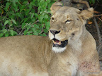 Chobe Nationalpark