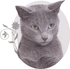 Russian Blue Cat Darisha