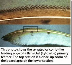 articles-Owl Physiology-Feathers-2