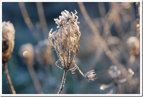 Frosty Morning (6)