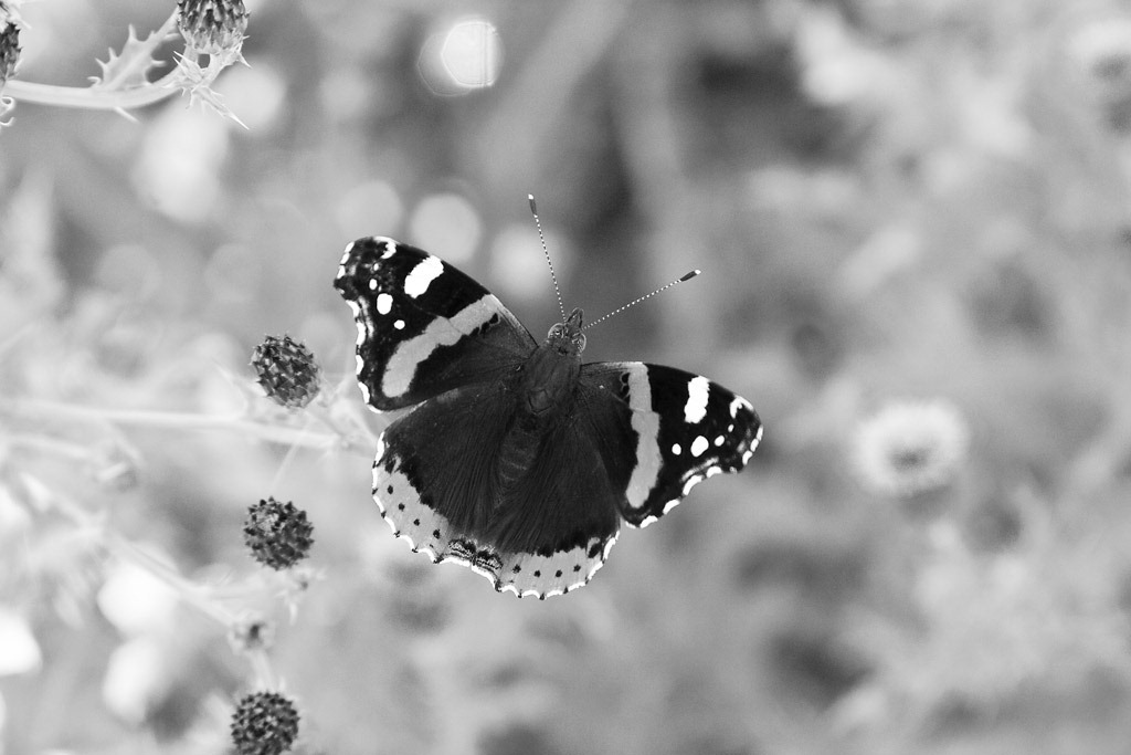 [Red-Admiral3.jpg]