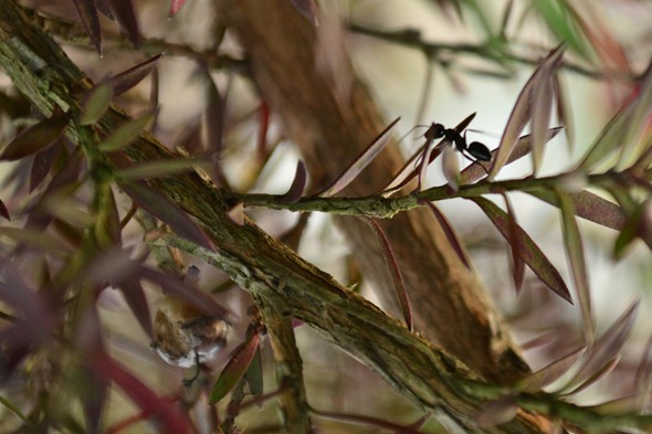 Exploradora Formiga, rvore, macro