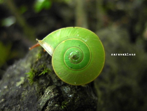 [green_snail_limestone_macro_samsung_ex1%255B3%255D.jpg]