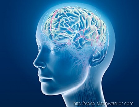 [brain%255B15%255D.jpg]