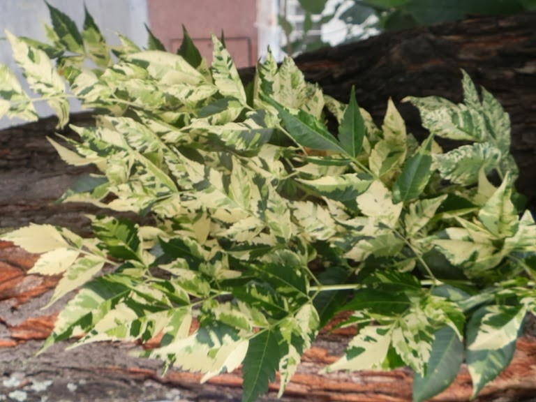 [Melia%2520azedarach%2520%2520v%2520aurea%2520%25285%2529%255B5%255D.jpg]