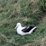 Young Royal Albatross - Otago Peninsula, New Zealand