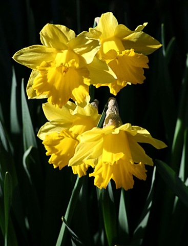 [Daffs1%255B3%255D.jpg]