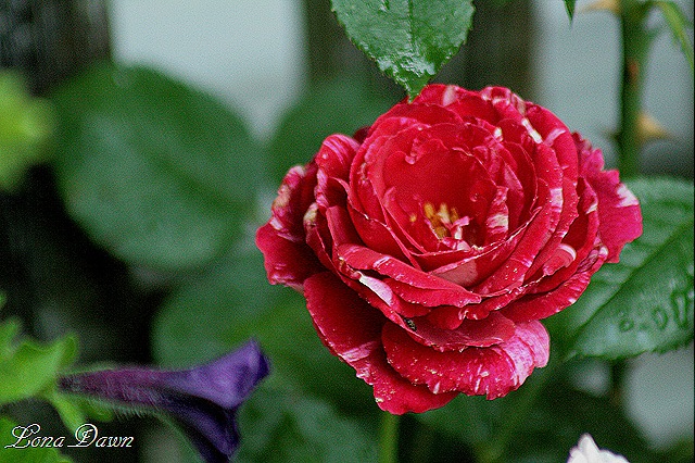 [Scentimental_Rose_July%255B9%255D.jpg]