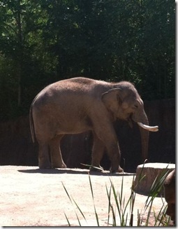 3_laughing elephant 3_laughing elephant