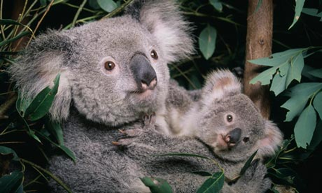 A koala and its baby. Koalas are susceptible to heat stress, and recent Australia temperatures have been beyond their 'climatic threshold'. Photo: John Giustina / Getty Images