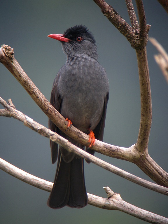 [black%2520bulbul%2520ad%255B2%255D.jpg]