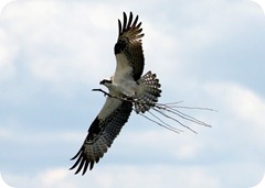 Osprey