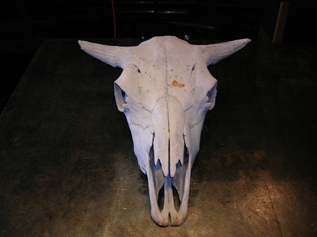 [cow-skull%255B4%255D.jpg]