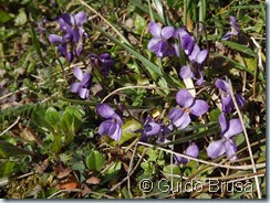 Viola alba x odorata