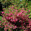 Gleaner Gardens 060.JPG