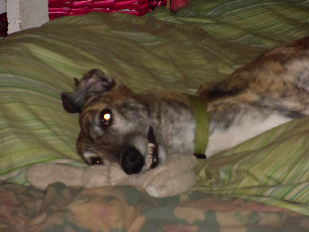 [Molly%252C%2520sleeping%252C%2520May%25202012%2520006%255B3%255D.jpg]