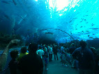 The tunnel of water, at the aquarium...