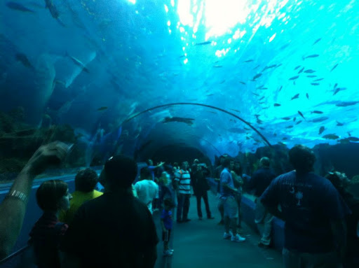The tunnel of water, at the aquarium...