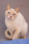 NENY hembra, 1 año
ES UNA GATITA BELLA JUGUETONA, UN POCO BRUSCA, NO ACEPTA CONTACTO FISICO CON HUMANOS
Sugerencia: No gatos y no perros
REQUIERE DE PACIENCIA Y DEDICACION PARA GANARSE SU CARIÑO